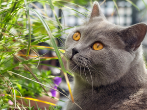 British Shorthair Cat, grass