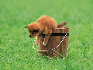 grass, Puppy, Bucket