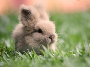 grass, small, Bunny