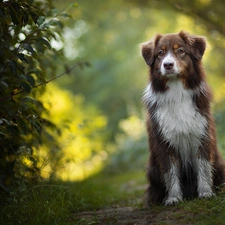 dog, grass, Bush, Australian Shepherd