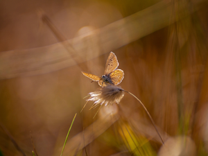 butterfly, stalk, grass, Dusky