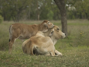 grass, Cow, calf