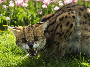 grass, Serval, canines