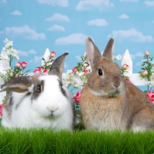 Hurdle, Flowers, Rabbits, grass, Two cars