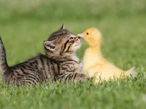 grass, duck, cat