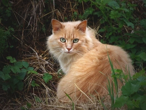 grass, ginger, cat