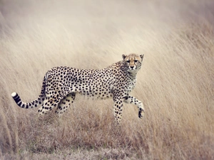 grass, Followers, Cheetah