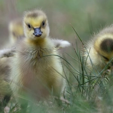 grass, geese, chick