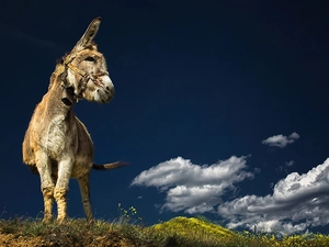 grass, donkey, clouds