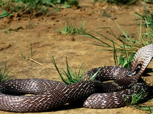 grass, Snake, cobra