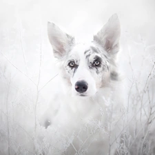 Border Collie, Plants, grass, rime