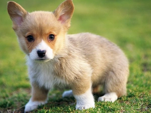 grass, Puppy, Corgi