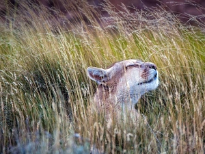grass, cougar