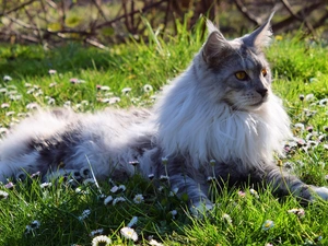 cat, grass, daisies, Maine Coon