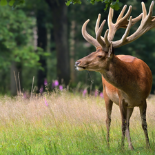 grass, standing, deer