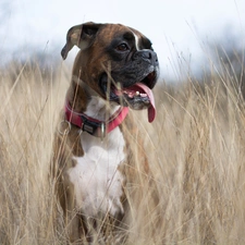 dog, grass, dog-collar, boxer