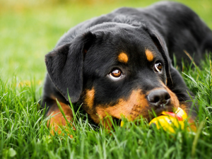 Rottweiler, grass, dog, Puppy, lying
