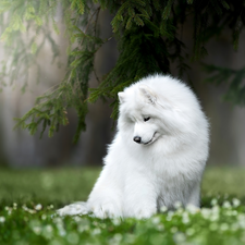 dog, branch pics, grass, Samojed