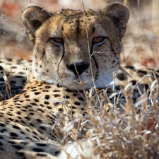 grass, Cheetah, dry