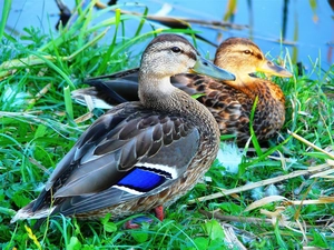 grass, Two, ducks