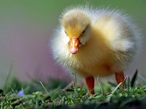 grass, small, Ducky