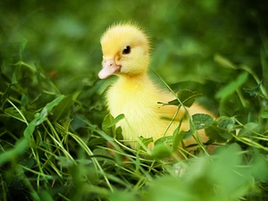 grass, small, Ducky