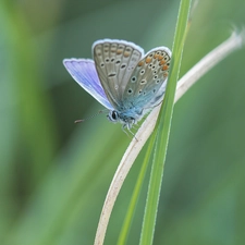 butterfly, blades, grass, Dusky Icarus