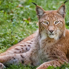 grass, Lynx, ears
