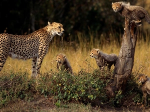 grass, Cheetah, Family