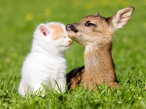kitten, grass, fawn, White, small
