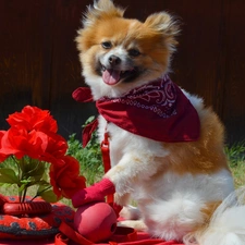 grass, doggy, Flowers