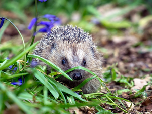 grass, hedgehog, Flowers