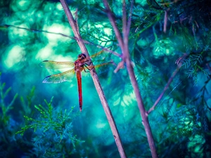 grass, dragon-fly