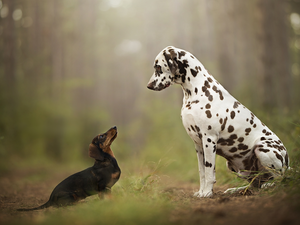 grass, forest, dachshund, Dalmatian, Dogs