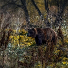 trees, Bear, Plants, grass, viewes, forest