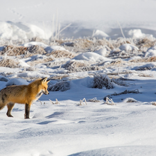 snow, grass, Fox, winter, ginger