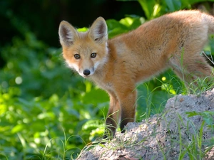 grass, ginger, fox