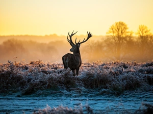 grass, deer, frosted