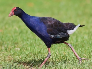 grass, Modrzyk, gear