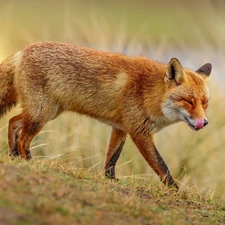 grass, Fox, ginger