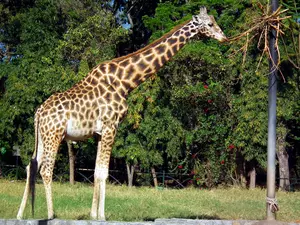 giraffe, trees, viewes, grass