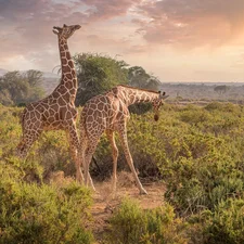 giraffe, trees, viewes, grass