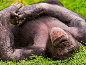 grass, sleepy, gorilla
