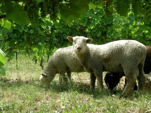 grape-vine, Sheep, grass