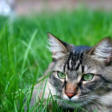 Gray, ##, grass, cat