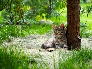 Gray, trees, grass, kitten