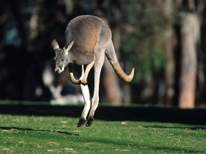 grass, kangaroo, Green
