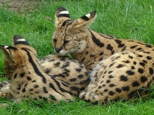 grass, Serval, Green