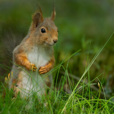 grass, squirrel, Green