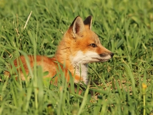 grass, Fox, head